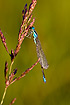 Photo ofScarce Blue-tailed Damselfly (Ischnura pumilio). Photographer: 