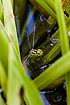 Female Green Hawker laying eggs in the leaves of the plant Water-soldier (Stratios aloides)