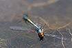 A dead Small Red-eyed Damselfly floating on a lake surface