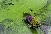 Algae in the surface water of a danish lake