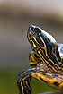 Portrait of a Red-eared Slider (captive)