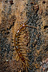 Photo ofBrown Centipede (Lithobius forficatus). Photographer: 