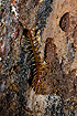 Photo ofBrown Centipede (Lithobius forficatus). Photographer: 
