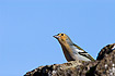The endemic Madeiran race of Chaffinch