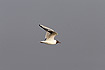 Bladk-headed Gull in flight