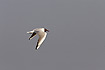 Bladk-headed Gull in flight