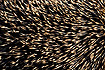 Close-up of a Hedgehog