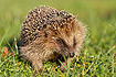 Hedgehog in a garden