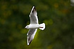 Black-headed Gull in its second calender year (first winter)