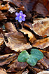Flowering liverleaf among fallen leaves
