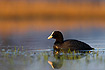 Common Coot in early morning light