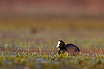 Common Coot in a wet meadow