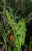 Foto af Almindelig Mnerude (Botrychium lunaria). Fotograf: 