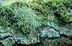 The lichen Usnea filipendula