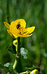 Flower of a Marsh-marigold