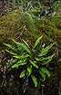 Photo ofHard-fern (Blechnum spicant). Photographer: 