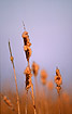 Photo ofBulrush (Typha latifolia). Photographer: 