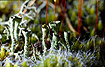 Powderhorn lichens (<em>Cladonia sp.</em>) among mosses.