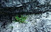 Wall-rue on a cliff