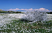 Landscape covered by Commomn Cottongrass