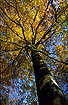 Autumn colored Beech tree