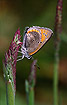 Female Purple-edged Copper where the hindwing havent unfolded properly