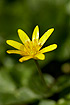 Photo ofLesser Celandine (Ranunculus ficaria). Photographer: 