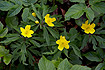 Flowering Yellow Anemones