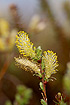 Photo ofCreeping Willow (Salix repens var. repens). Photographer: 