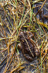 Natterjack Toad with the characteristic yellow line on its back