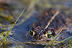 Natterjack Toad with its eyes above the surface showing the characteristic yellow dorsal line.