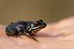 Photo ofMoor Frog (Rana arvalis). Photographer: 