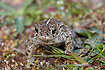 Photo ofNatterjack Toad (Bufo calamita). Photographer: 