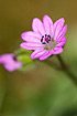 Foto af Bld Storkenb (Geranium molle). Fotograf: 