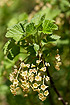 Photo ofRed Currant (Ribes rubrum ssp. sylvestre). Photographer: 