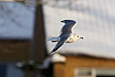 Common Gull in urban surroundings