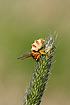 Fly killed by a parasitic fungus. The fungus affects the behaviour of the fly so it clings to an exposed place in the vegetation. This facilitates fungal infection of other flies.