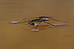 Mating pond skaters