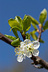 Photo ofPlum (Prunus domestica ssp. domestica). Photographer: 