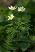 This anemone is a hybrid between Wood Anemone (Anemone nemorosa) and Yellow Anemone (Anemone ranunculoides)