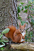 Eye contact with a red squirrel