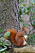 Photo ofRed squirrel (Sciurus vulgaris). Photographer: 