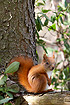 Red squirrel perched on a pine branch