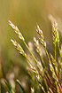 Photo ofEarly Hair-grass (Aira praecox). Photographer: 