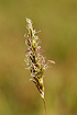 Flowering Sweet Vernal Grass