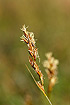 Foto af Sand-Star (Carex arenaria). Fotograf: 