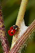 Photo ofTwo-spotted Lady Beetle (Adalia bipunctata). Photographer: 