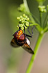 The hoverfly species <em>Volucella pellucens</em>.