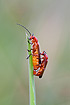 Beetles belonging to the genus <em>Cantharis</em> mating on a straw