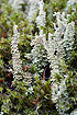 The lichen <em>Cladonia squamosa</em>.